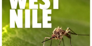 «West Nile, adottate queste precauzioni per evitare punture di zanzare»
