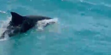 Delfini che nuotano accanto all’imbarcazione: le spettacolari immagini girate al largo di Vasto