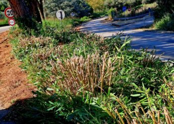 Potature, ennesimo fronte polemico: «Scempio in via Molino, capitozzati gli oleandri»