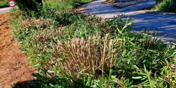 Potature, ennesimo fronte polemico: «Scempio in via Molino, capitozzati gli oleandri»