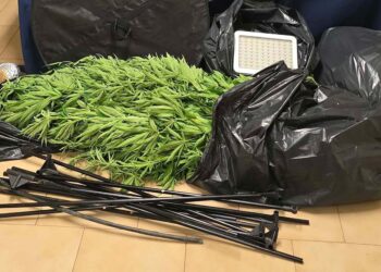 Scoperta a Vasto coltivazione di marijuana: arrestati padre e figlio