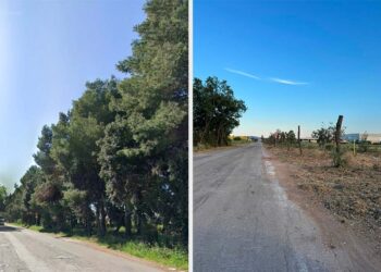 Disboscamento di viale Belgio, «Non si tratta solo di alberi, ma di trasparenza e salute pubblica»