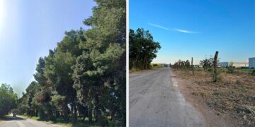 Disboscamento di viale Belgio, «Non si tratta solo di alberi, ma di trasparenza e salute pubblica»