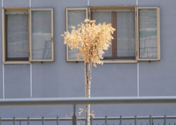 Nel nuovo parcheggio i posti auto sono vuoti e gli alberi si sono seccati