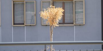 Nel nuovo parcheggio i posti auto sono vuoti e gli alberi si sono seccati