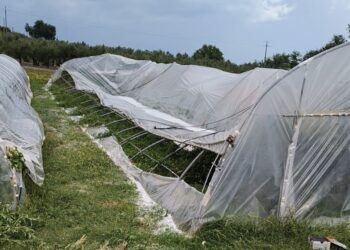 «La grandinata ha distrutto vigneti e ortaggi, raccolto compromesso»