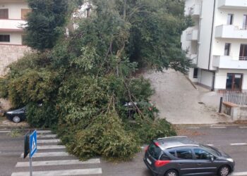 Violenta grandinata sulla costa: crollano alberi e lampioni, strade interrotte, auto danneggiate