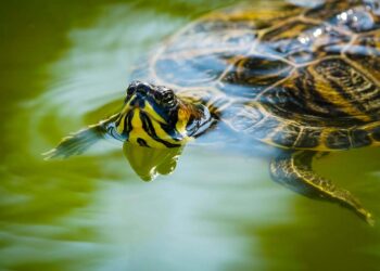 Via gli animali dal laghetto della villa: anatre (temporaneamente) a Montenero, tartarughe a Modena