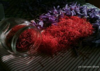 Lo zafferano è Dop da vent’anni: dal 5 al 19 settembre all’Aquila eventi e show cooking