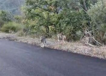 Tufillo, due cuccioli di lupo fanno capolino dalla vegetazione