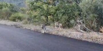 Tufillo, due cuccioli di lupo fanno capolino dalla vegetazione
