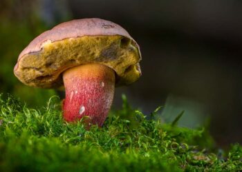 A Vasto il Corso di micologia, ecologia e ambiente organizzato dal Cai