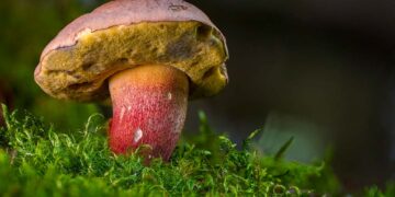 A Vasto il Corso di micologia, ecologia e ambiente organizzato dal Cai