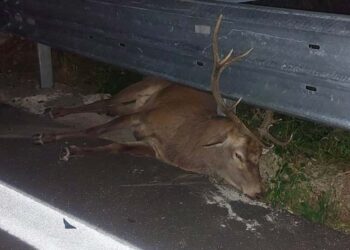 Incidente sulla Statale “Trignina”, auto investe grosso esemplare di cervo