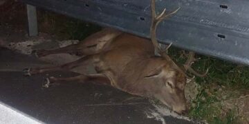 Incidente sulla Statale “Trignina”, auto investe grosso esemplare di cervo