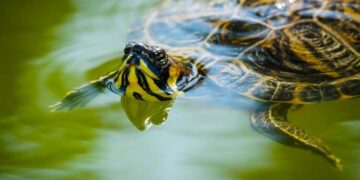 Tartarughe trasferite nel Modenese, riapre la villa comunale