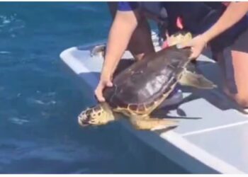 Iside e Rino sono tornati in mare: liberate le tartarughe salvate nei mesi scorsi