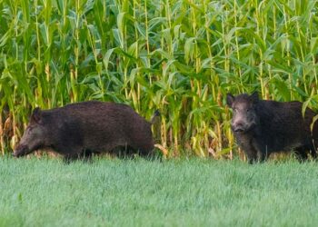 «Dati superati e piano carente», “no“ del Wwf alle “Pig Brig” per i cinghiali a Punta Aderci