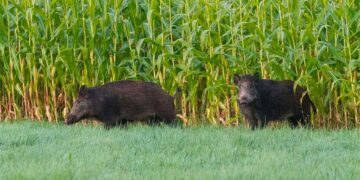 «Dati superati e piano carente», “no“ del Wwf alle “Pig Brig” per i cinghiali a Punta Aderci