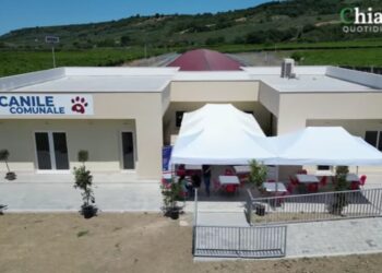 Nuovo canile senza corrente, allaccio entro fine anno. Prorogata la gestione di quello attuale