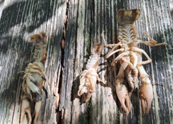 Nel Sangro torna la peste del gambero, scattano le misure di protezione: area interdetta