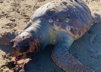 Tartaruga morta rinvenuta sulla spiaggia di San Salvo Marina