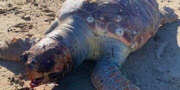 Tartaruga morta rinvenuta sulla spiaggia di San Salvo Marina