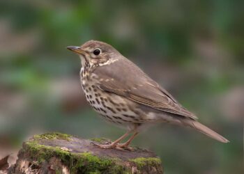 Il Tar accoglie il ricorso di due associazioni: sospesa la caccia ai tordi oltre il 10 gennaio