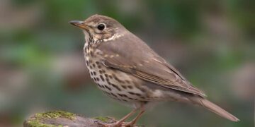 Il Tar accoglie il ricorso di due associazioni: sospesa la caccia ai tordi oltre il 10 gennaio