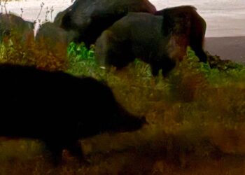 Venti cinghiali “pascolano” accanto alle abitazioni di via San Sisto a Vasto