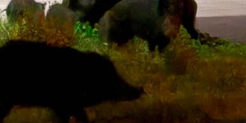 Venti cinghiali “pascolano” accanto alle abitazioni di via San Sisto a Vasto