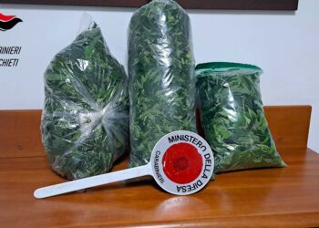 Pianta di cannabis alta quasi due metri in giardino, i carabinieri la sequestrano