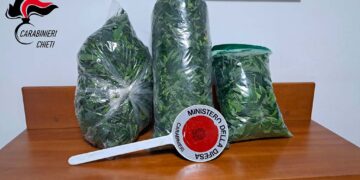 Pianta di cannabis alta quasi due metri in giardino, i carabinieri la sequestrano