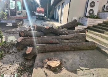 Taglio alberi di via Madonna delle Grazie, Pd: «Crimine verso il patrimonio verde»