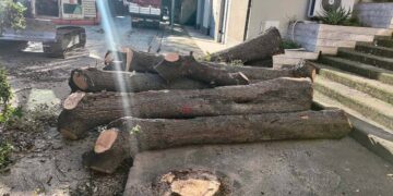 Taglio alberi di via Madonna delle Grazie, Pd: «Crimine verso il patrimonio verde»