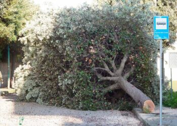 «Bene le migliorie, ma San Salvo si sta trasformando in una deprimente distesa di asfalto»