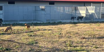 Entra in funzione il nuovo canile: iniziato il trasferimento dei cani