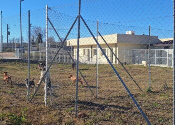 Entra in funzione il nuovo canile: iniziato il trasferimento dei cani