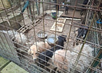 Cani rinchiusi vivevano nel fango, la Asl li salva. Denuncia per maltrattamenti