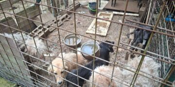 Cani rinchiusi vivevano nel fango, la Asl li salva. Denuncia per maltrattamenti