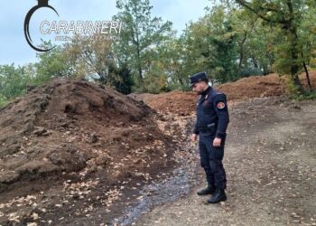 Olio extravergine solo sulla carta: sequestri in tutta la provincia, denunce e un frantoio clandestino