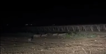 Branco di lupi in zona Aqualand, residenti allertano il Comune