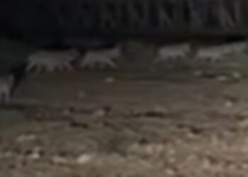 Branco di lupi in zona Aqualand, residenti allertano il Comune