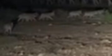 Branco di lupi in zona Aqualand, residenti allertano il Comune