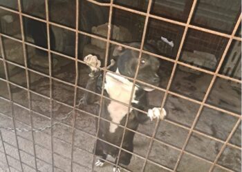 Cani tenuti alla catena e rinchiusi in gabbie sporche, una denuncia per detenzione illecita