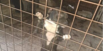 Cani tenuti alla catena e rinchiusi in gabbie sporche, una denuncia per detenzione illecita