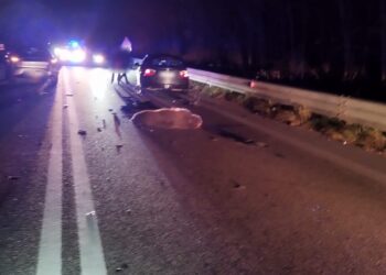 Investito da un’auto in transito sulla statale, muore orso marsicano