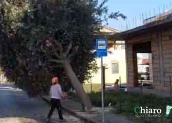 Motoseghe al lavoro a San Salvo: iniziata la rimozione dei 69 lecci, 9 saranno espiantati