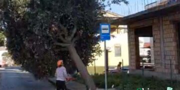 Motoseghe al lavoro a San Salvo: iniziata la rimozione dei 69 lecci, 9 saranno espiantati