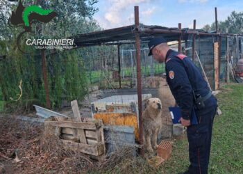Cani detenuti in modo irregolare o lasciati liberi per strada: sanzioni dai forestali